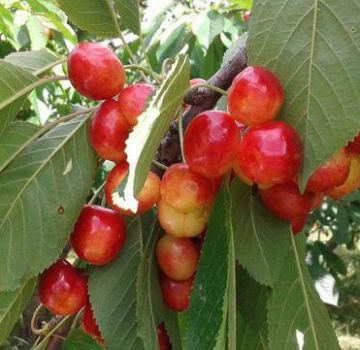 Characteristics and description of sweet cherries of Napoleon variety, planting and care