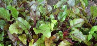 Why beet leaves turn red and what to do