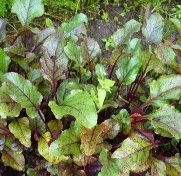 Why beet leaves turn red and what to do