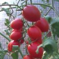 Características y descripción de la variedad de tomate Cherry Ira, su rendimiento