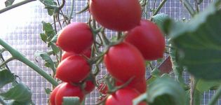 Cherry Ira pomidorų veislės charakteristikos ir aprašymas, derlius