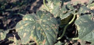 Sintomi e trattamento della macchia angolare di foglie di cetriolo o batteriosi