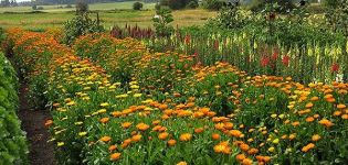 Planting, growing and caring for calendula outdoors