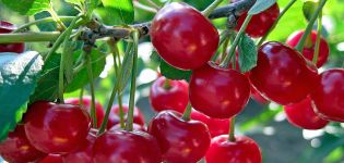 Vyšnių veislių aprašymas ir savybės Daugybė, auginimo privalumai ir ypatybės
