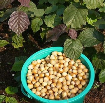 Pestovanie a správna starostlivosť o lieskové orechy v strednom Rusku