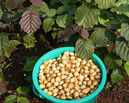 Pestovanie a správna starostlivosť o lieskové orechy v strednom Rusku