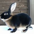 TOP 5 razas de conejos negros y su descripción, reglas de cuidado y mantenimiento.