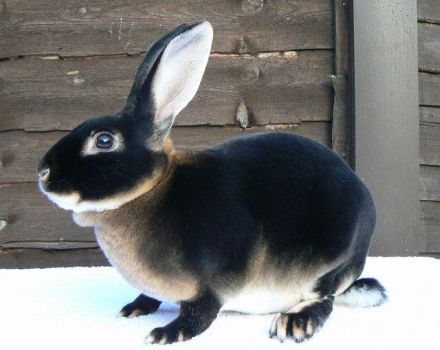 TOP 5 rassen van zwarte konijnen en hun beschrijving, regels voor verzorging en onderhoud