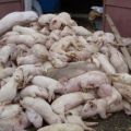 Det forårsagende middel af svine tsum, dets symptomer og behandling, er det farligt for mennesker
