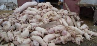 El agente causante del cerdo tsum, sus síntomas y tratamiento, ¿es peligroso para los humanos?