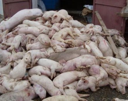 De veroorzaker van varkens-tsum, zijn symptomen en behandeling, is het gevaarlijk voor mensen