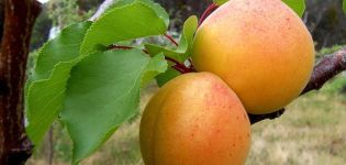 Beskrivning av aprikosvariant Alyosha och egenskaper hos sjukdomsresistens