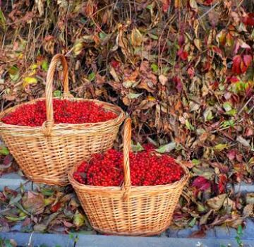 When and how best to collect viburnum, the timing of harvesting berries and storage technology