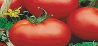 Description de la variété de tomate Red Dome, ses caractéristiques et son rendement