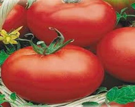 Beskrivning av tomatsorten Red Dome, dess egenskaper och produktivitet