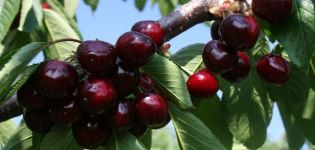 Popis třešňové odrůdy Valery Chkalov a vlastnosti ovoce, výhody a nevýhody, pěstování