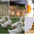 Шта је боље хранити патке код куће за брзи раст за почетнике