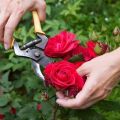 Kada ir kaip tinkamai genėti rožes, priežiūros, šėrimo ir laistymo taisyklės