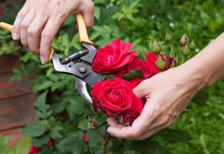 เวลาและวิธีการตัดดอกกุหลาบอย่างถูกต้องกฎการดูแลการให้อาหารและการรดน้ำ