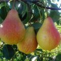 Beskrivning och egenskaper hos päron av Lyubimitsa Klappa-sorten, plantering, odling och vård