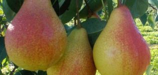 Beschrijving en kenmerken van peren van de variëteit Lyubimitsa Klappa, planten, groeien en verzorgen