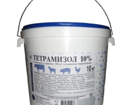 Instruktioner för användning av Tetramisole 10 för grisar, kontraindikationer och analoger