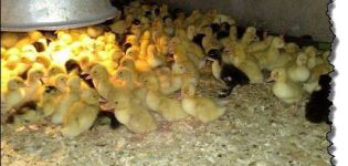 Is it possible for ducklings to lay sawdust at home, and which bedding is better