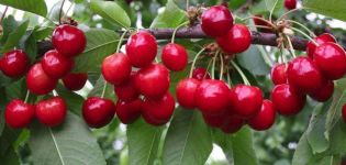 Vyšnių veislių „Bryanochka“ aprašymas, sodinimas ir priežiūra, apdulkintojai