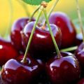 Description and characteristics of the sweet cherry variety Bull heart, cultivation and care