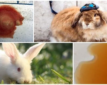Hvorfor blev kaninens urin rød, og hvad de skal gøre, forebyggende foranstaltninger
