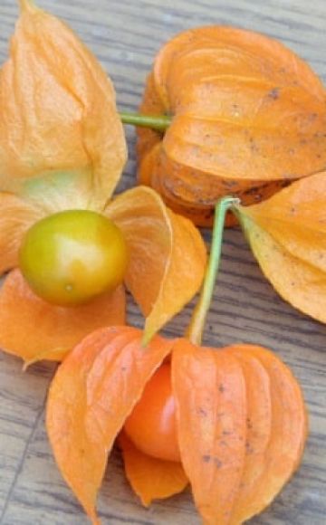 Planting and growing physalis in the open field, description of varieties and care of the plant