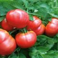 Beskrivelse af tomatsorten Nugget F1 og dens egenskaber