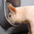Врсте и захтеви за чиније за свиње, како то учинити сами и инсталација