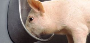 Typer och krav för att dricka skålar för grisar, hur man gör det själv och installation