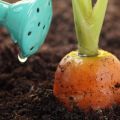 Hoe wortels op de juiste manier te voeren voor groei in het open veld met folkremedies