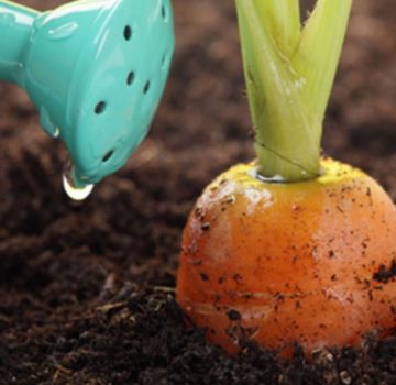 Kaip tinkamai maitinti morkas augimui atvirame lauke su liaudies gynimo priemonėmis