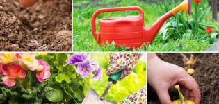 Kalendar sadnje vrtlarstva za vrtlar za srpanj 2020