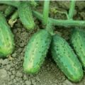 Descrizione della varietà di cetrioli Farmer, caratteristiche di coltivazione e resa