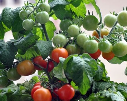 Minibel pomidorų veislės savybės ir aprašymas, derlius