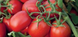 Descripción de la variedad de tomate Monti F1 y sus características