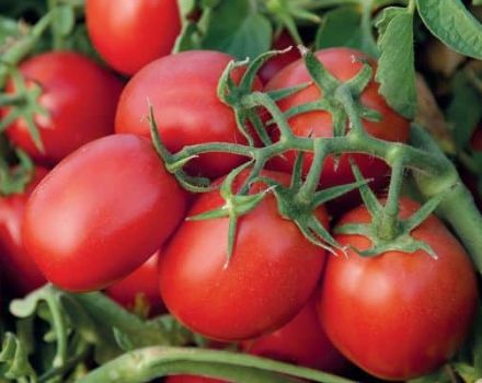 Opis sorte rajčice Monti F1 i njezine karakteristike