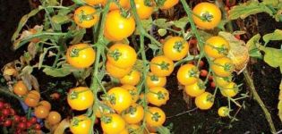 Egenskaper och beskrivning av tomatsorten Yellow Cherry (gyllene)