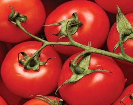 Características y descripción de la variedad de tomate Dar Zavolzhya.
