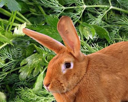 Je možné a ako správne dať petržlen a kôpor králikom, možné poškodenie