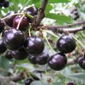 Beskrivning av antracitkörsbärsorten och avkastningsegenskaper, odling och skötsel