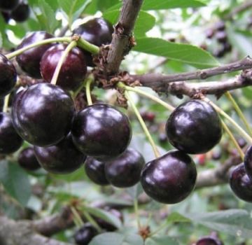 Beskrivning av antracitkörsbärsorten och avkastningsegenskaper, odling och skötsel