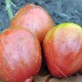 Beskrivning och egenskaper hos liana-tomatsorter