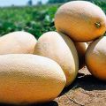 Beskrivning av Gulabi melonsort, odling och vård, urvalsregler