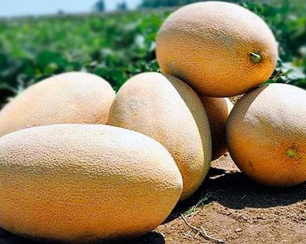Descripción de la variedad de melón Gulyabi, cultivo y cuidado, reglas de selección.
