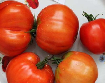 Beskrivning av tomatsorten Vovchik, funktioner för odling och avkastning